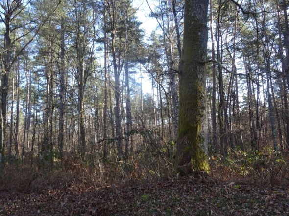 Vente Forêt Ligny-le-Ribault 26.07&nbsp;ha