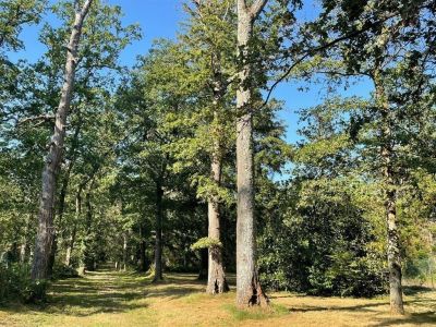 Vente Forêt La Ferté-Saint-Aubin 28&nbsp;ha