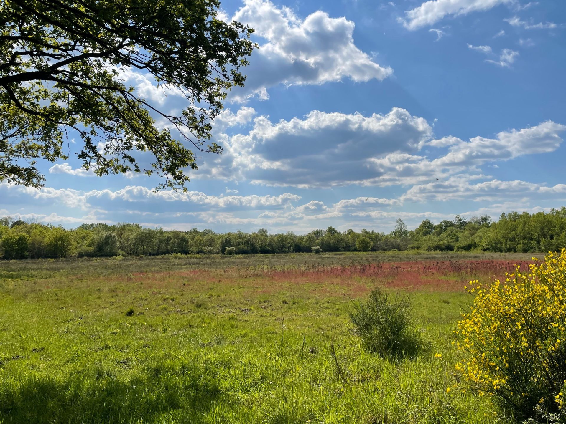 hunting estate 15 Rooms for sale on ROMORANTIN LANTHENAY (41200)