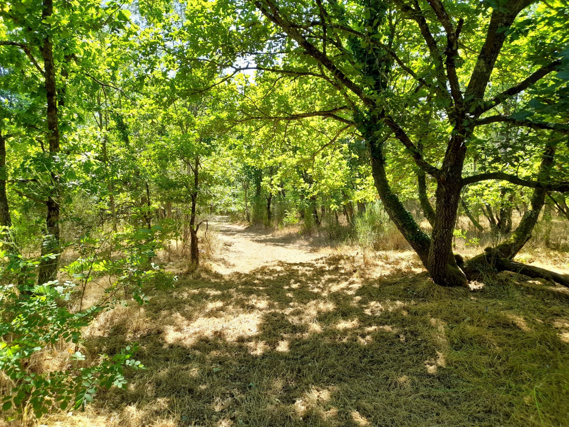 propriété de chasse 15 Pièces en vente sur ROMORANTIN LANTHENAY (41200)