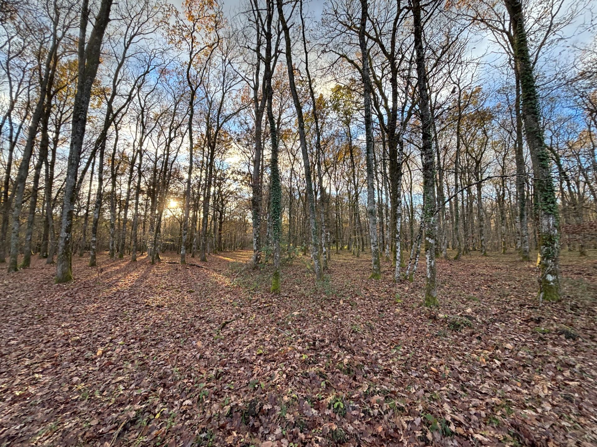 maison 8 Pièces en vente sur YVOY LE MARRON (41600)