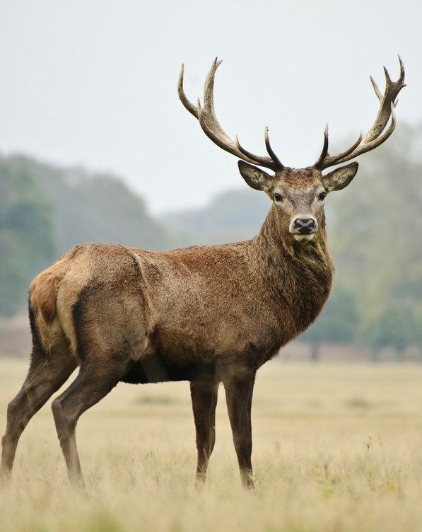 propriété de chasse 5 Pièces en vente sur JOUY LE POTIER (45370)