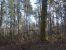 forêt en vente sur LIGNY LE RIBAULT (45240)