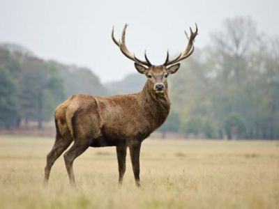Votre expert dans la vente de domaines, territoires et propriétés de chasse