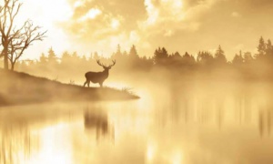 Nos propriétés de chasse